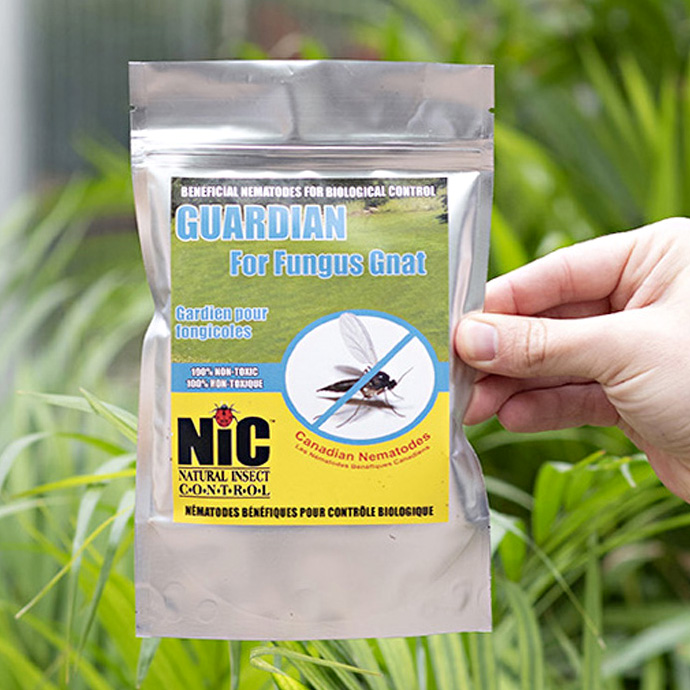 How to Deal with Fungus Gnats on Houseplants - Heeman's