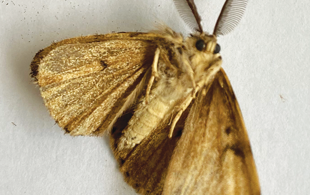 https://www.heeman.ca/app/uploads/2022/04/Heemans-Gypsy-Moth-Prevention-moth-2-e1651162023148.png