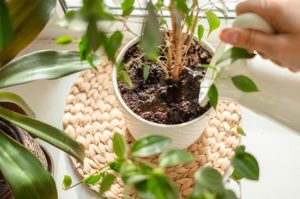 How Deal with Fungus on Houseplants Heeman's