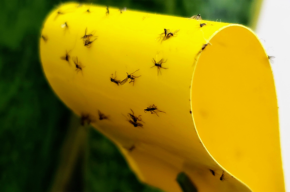 How to Control Fruit Flies in the Garden and Indoors
