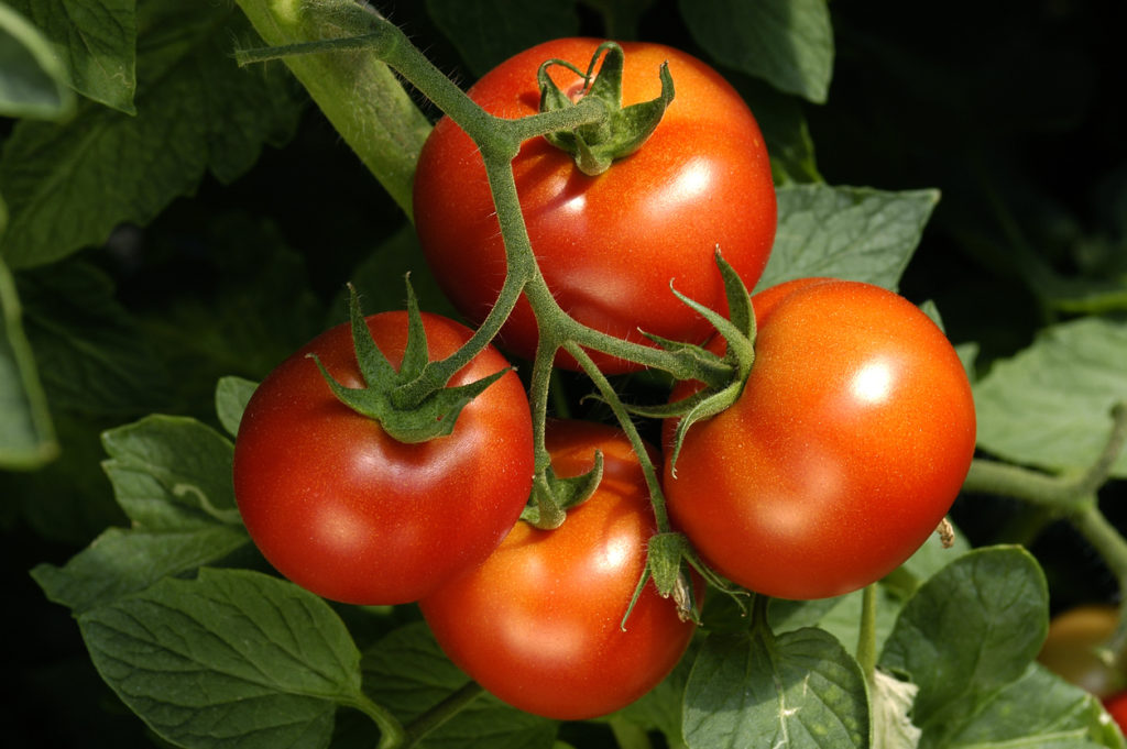 Growing Tomatoes - Heeman's