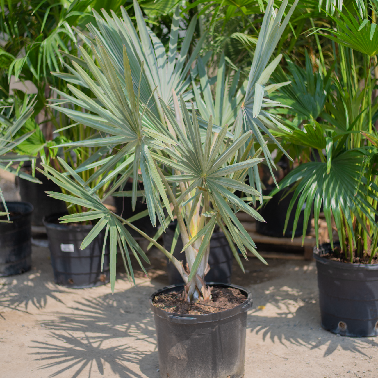 Bismarck Palm