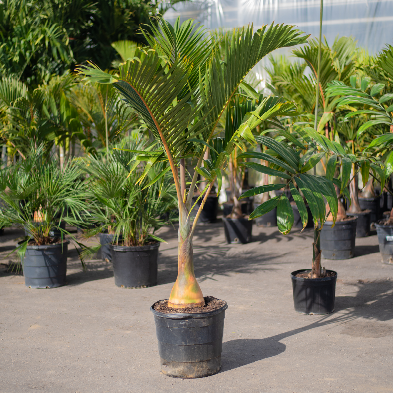 Bottle Palm