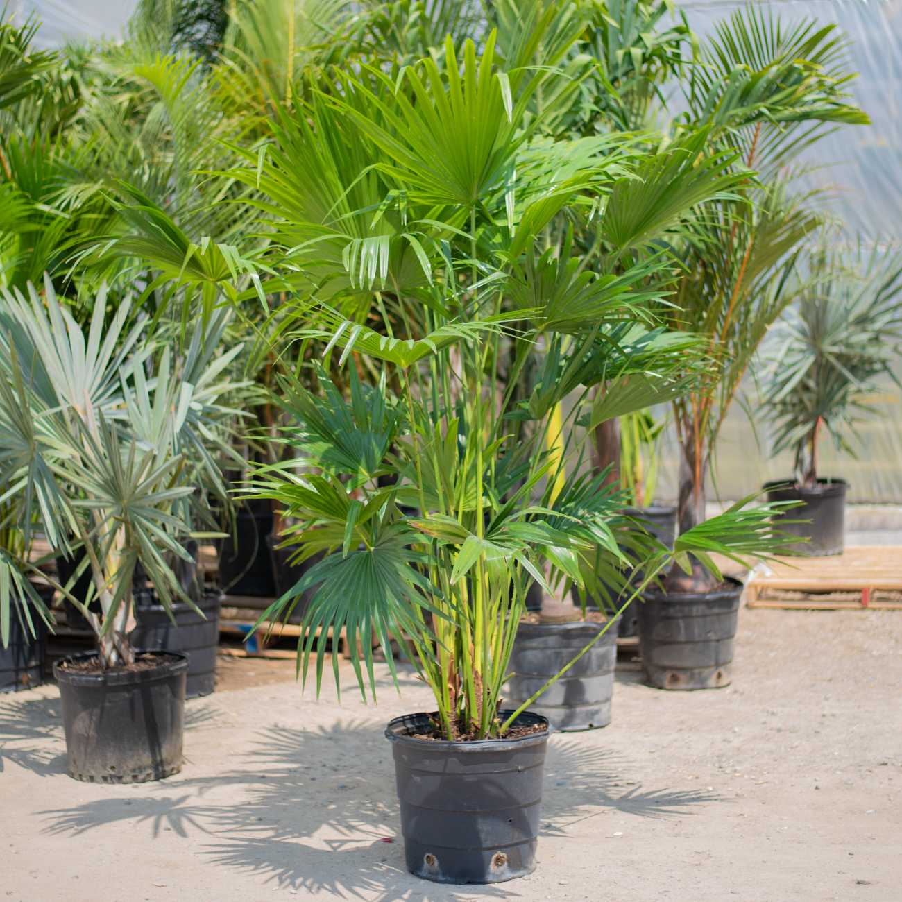 Chinese Fan Palm