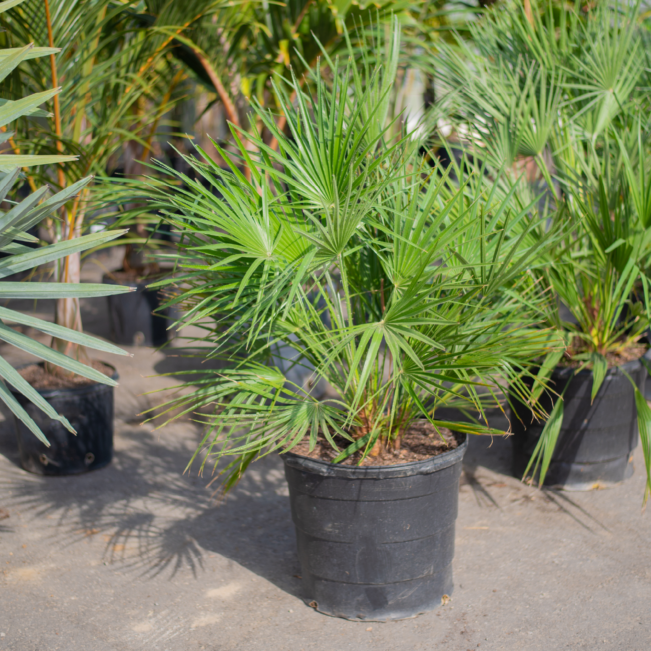 European Fan Palm
