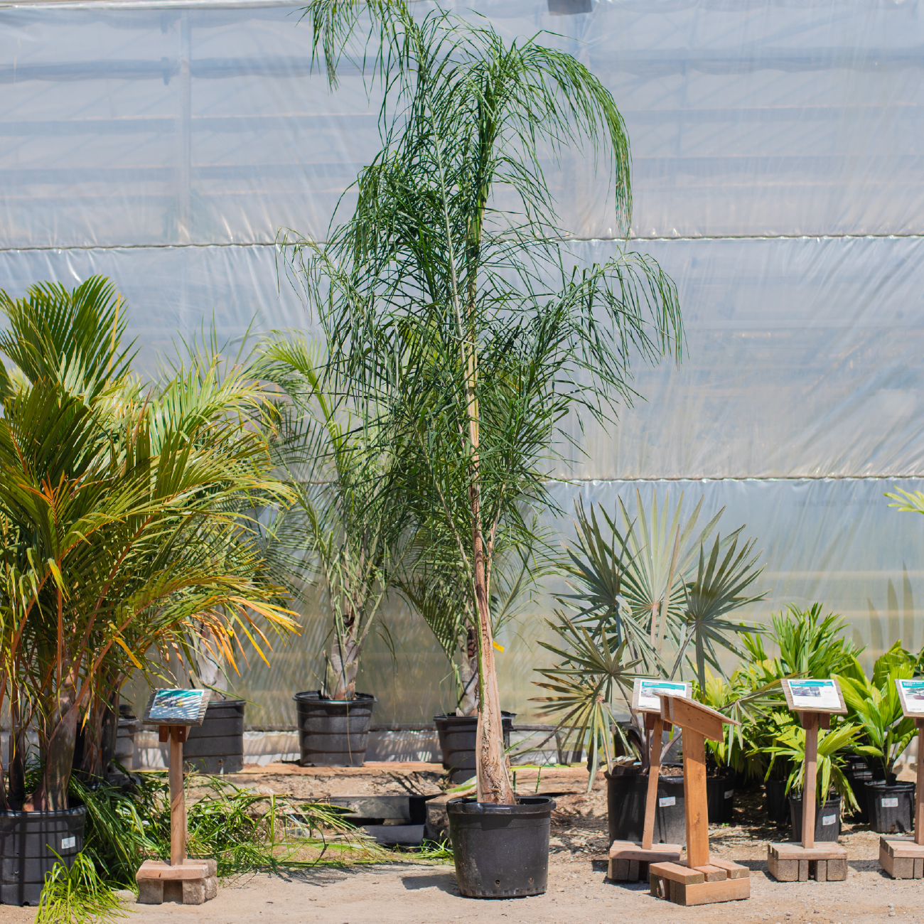 Queen Palm