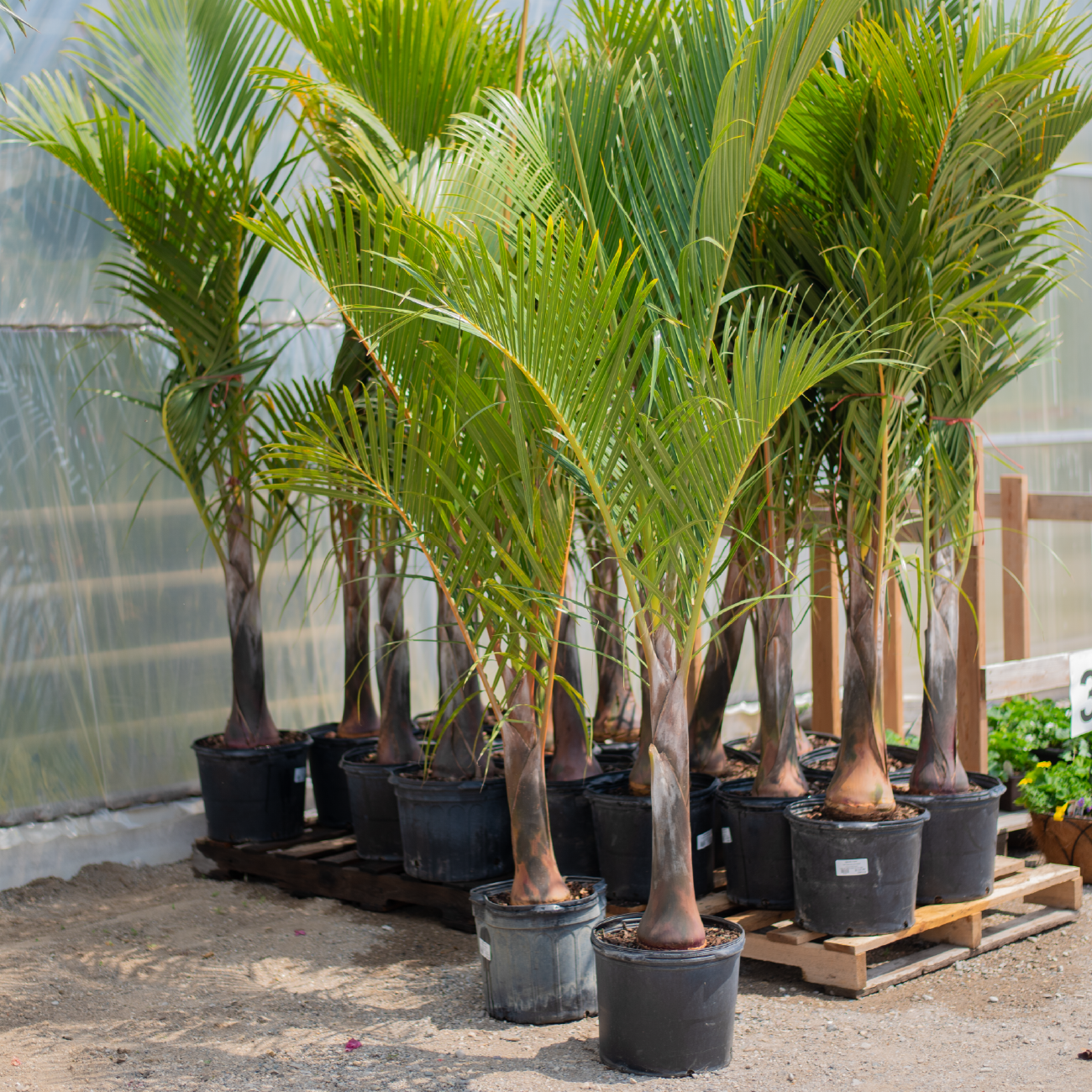 Spindle Palm