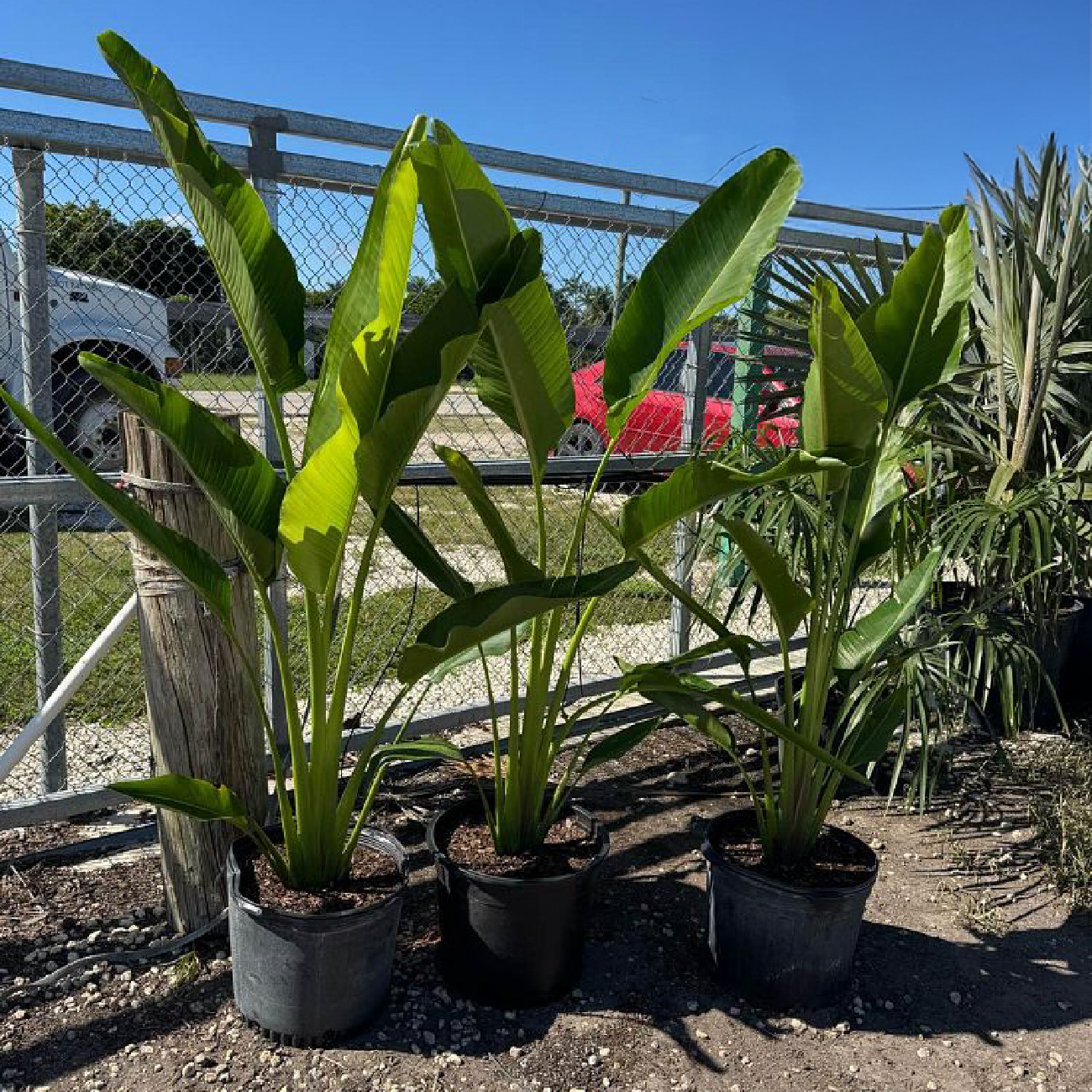 Traveller’s Palm