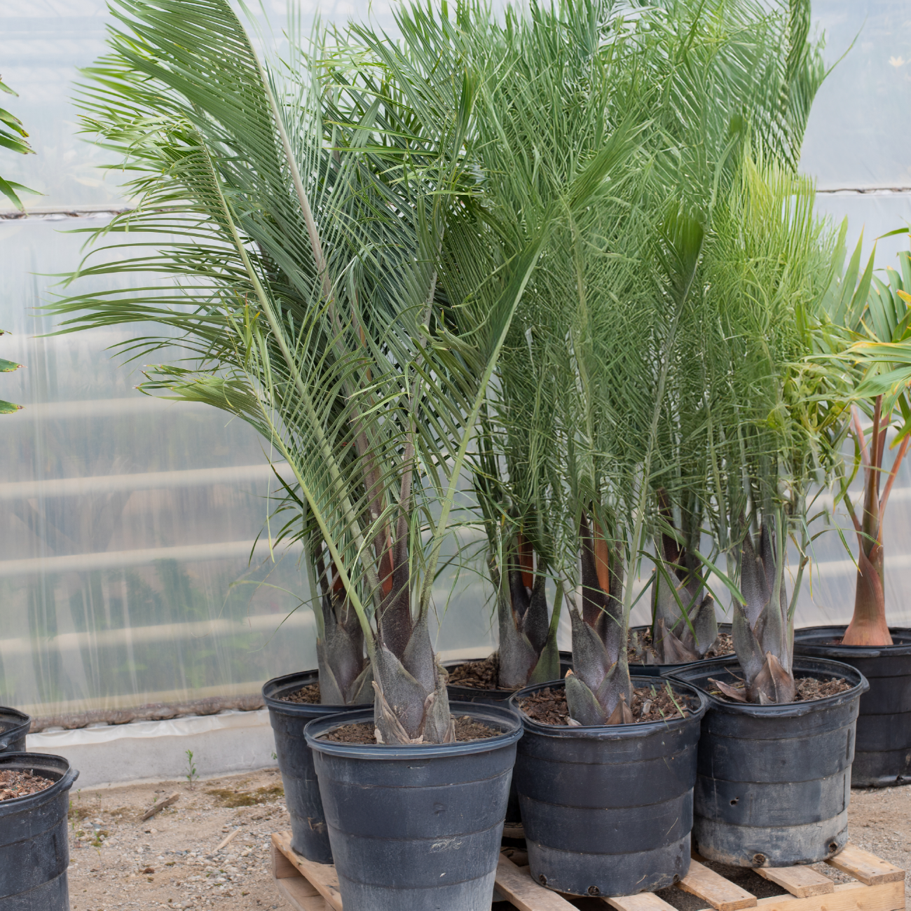 Triangle Palm